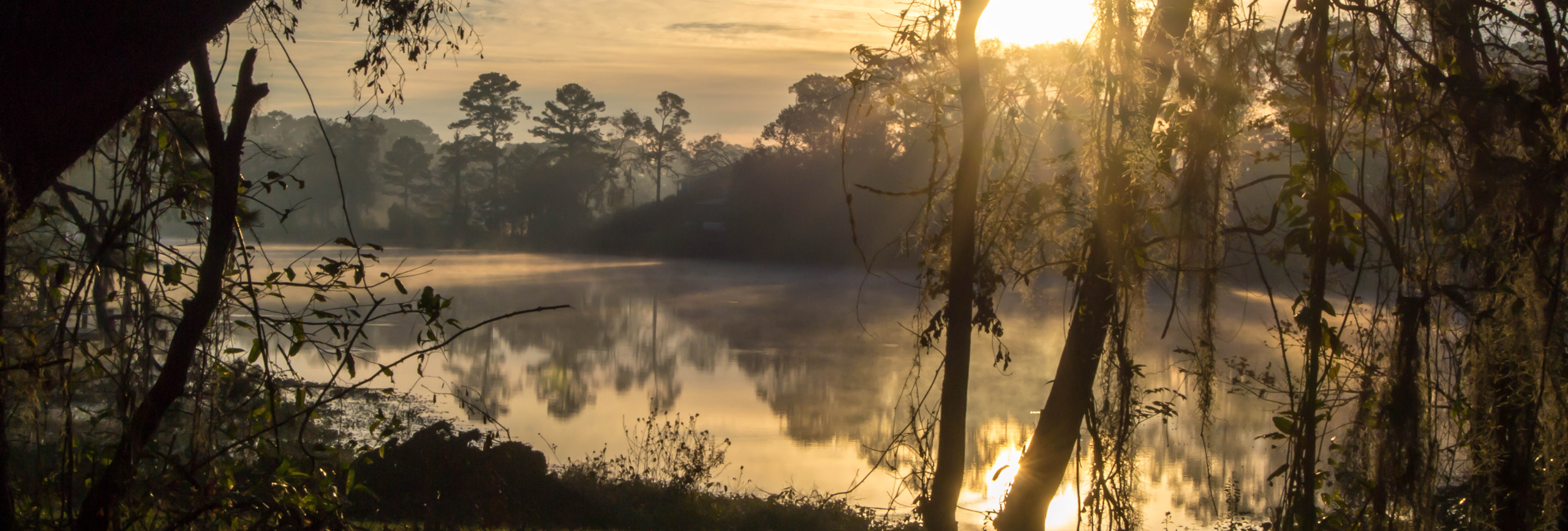 Sunlight streams through trees draped with Spanish moss, illuminating a misty lake at sunrise—an inspiring scene reminiscent of the tranquil settings often used in Mental Health Treatment in Albany to encourage peace and reflection.